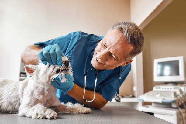 Best Same-Day Emergency Dental Services in Westmont, PA